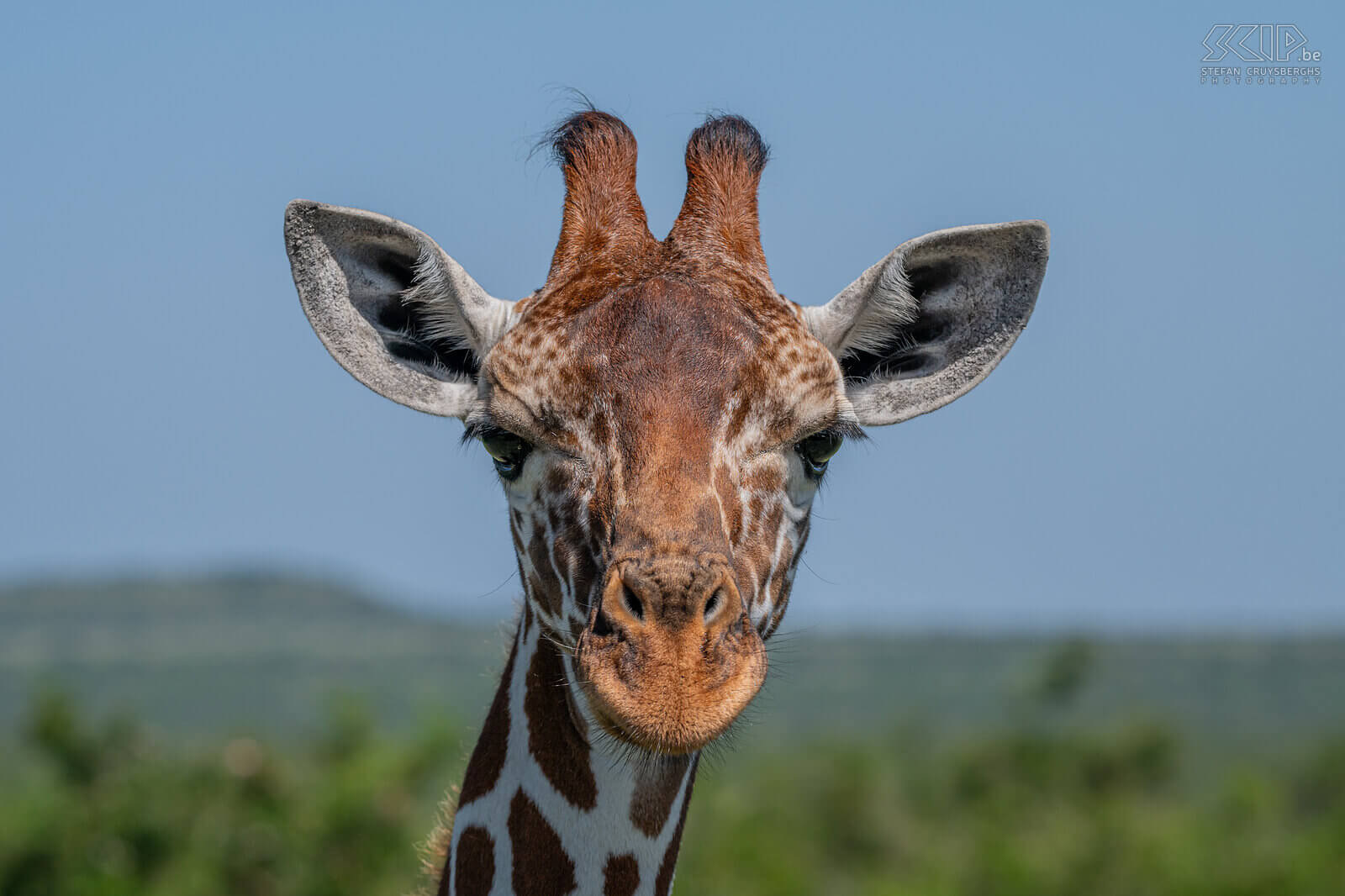 Solio - Reticulated giraffe The reticulated giraffe is a subspecies of giraffe native to Somalia, southern Ethiopia and northern Kenya. Stefan Cruysberghs